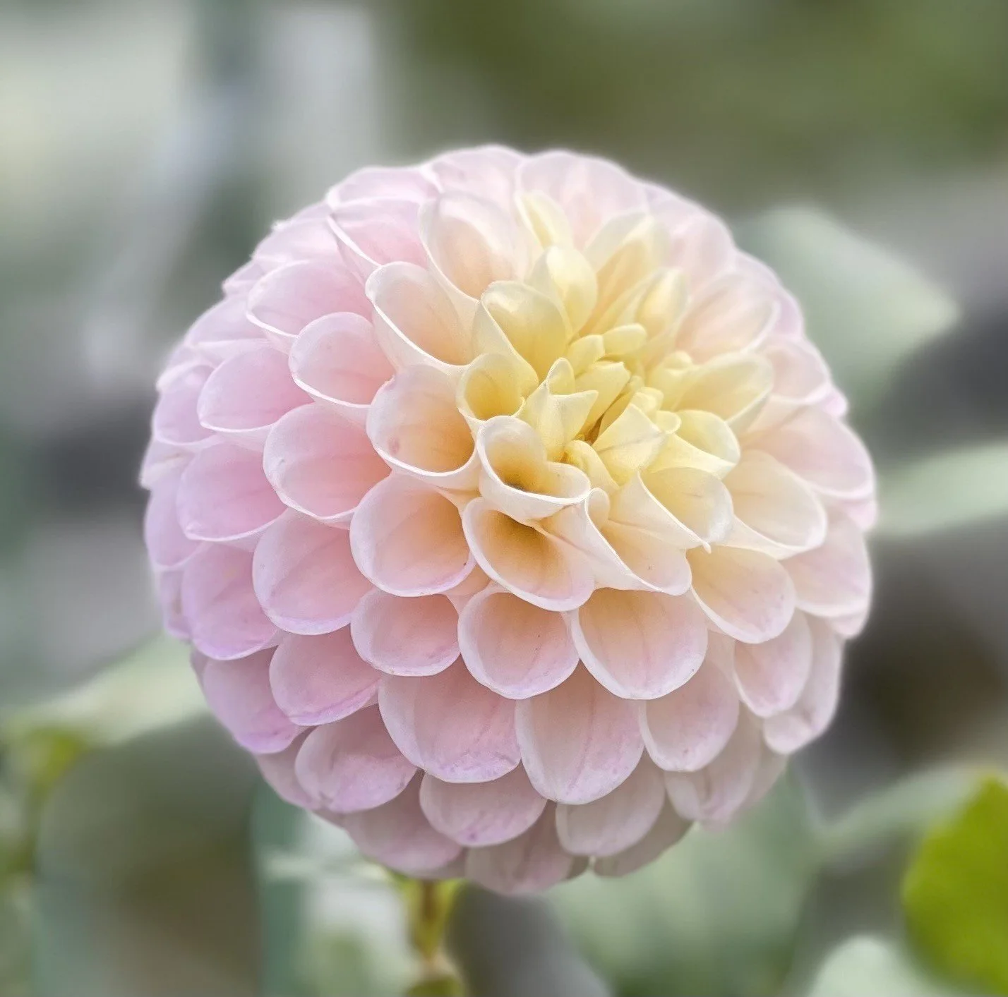 Dahliaページ 20th Avenue Pure Prince — Cottage Blooms | dahlia | cut